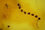 Fossil Fly, Coprolites, and Spider Webs in Baltic Amber #207518-2